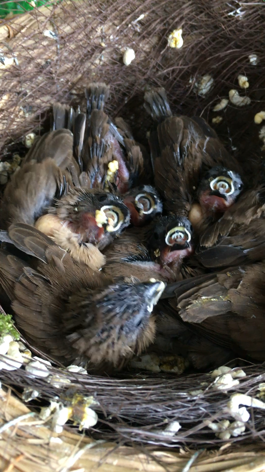 一窝的小麻雀?捡到的时候还是光屁股!现在过两天就会乱跑乱跳了