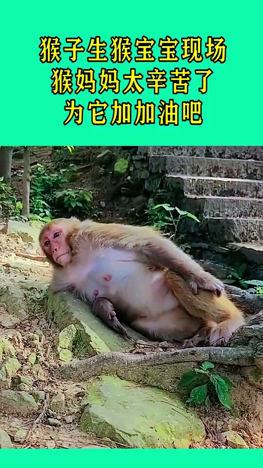 猴子生猴宝宝现场猴妈妈太辛苦了为它加加油吧