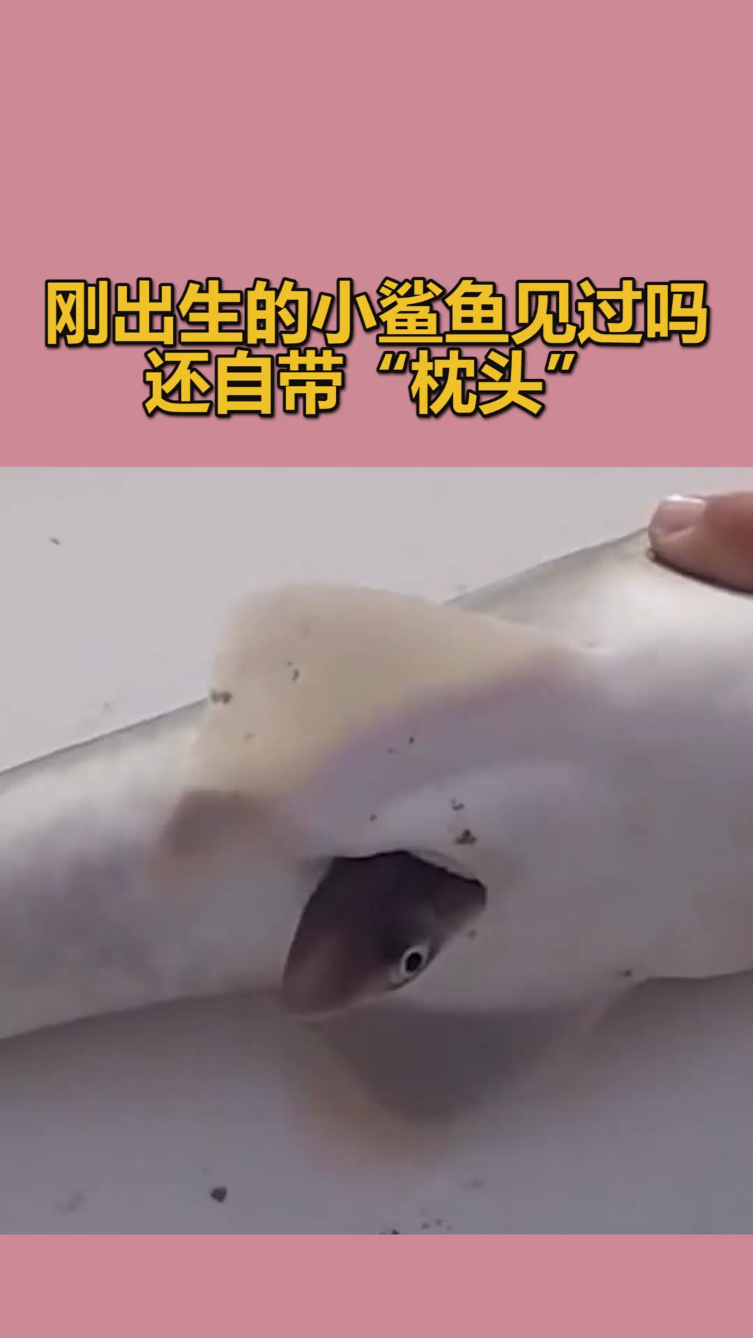 我要上热门#刚出生的小鲨鱼见过吗,还自带"枕头"