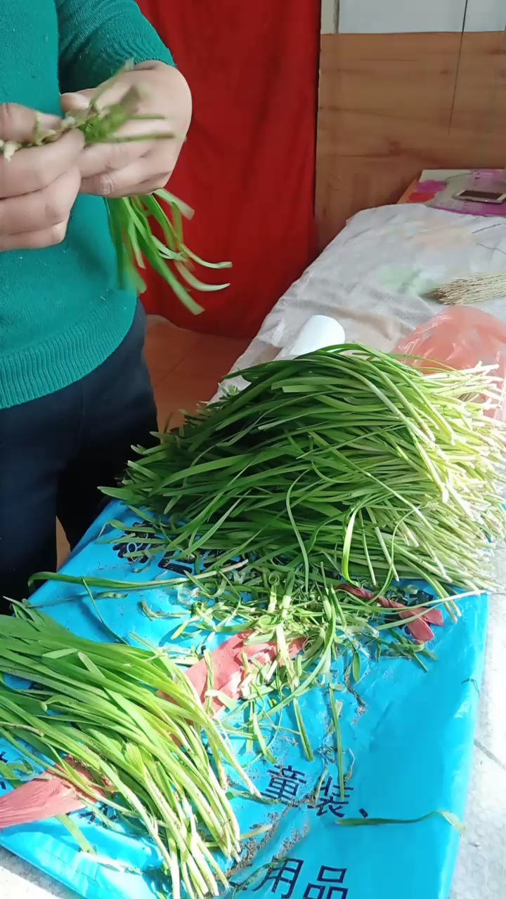 摘韭菜,捏饺子啦