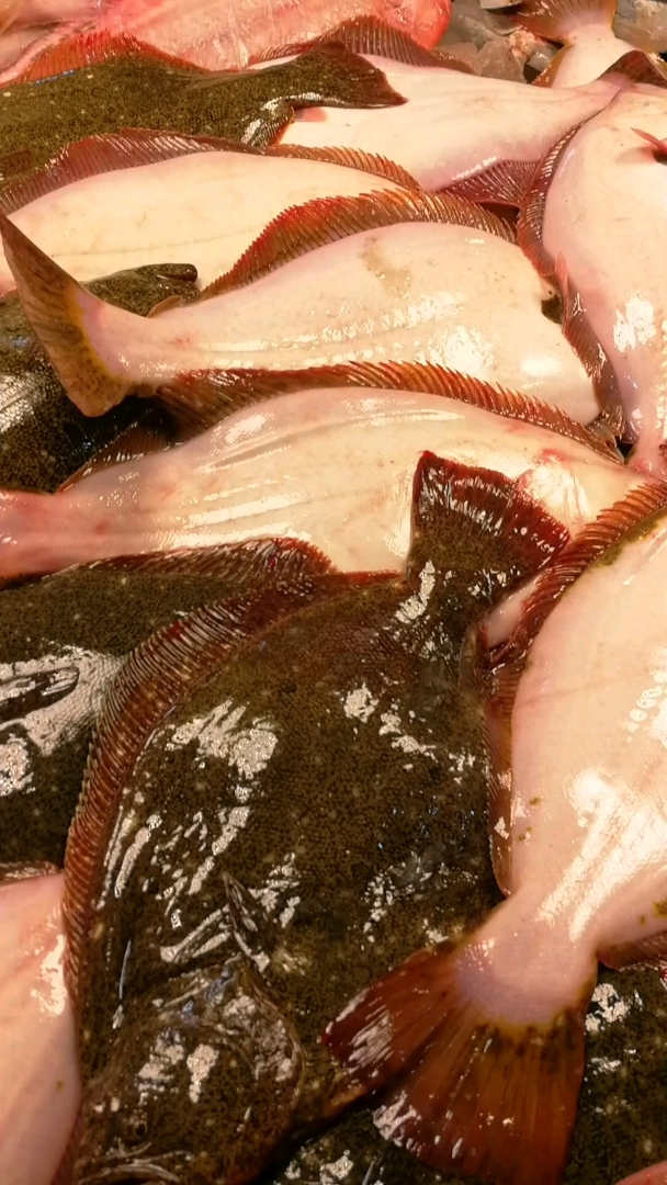 活牙片鱼35元一斤