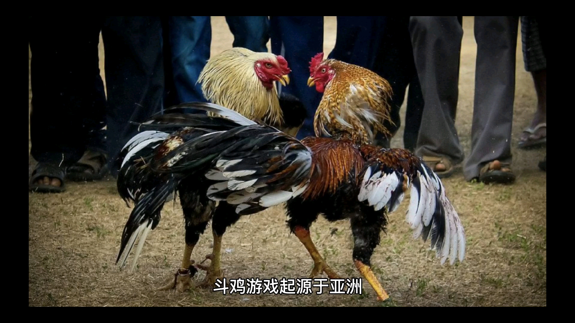 越南西贡血统大赛斗鸡图片