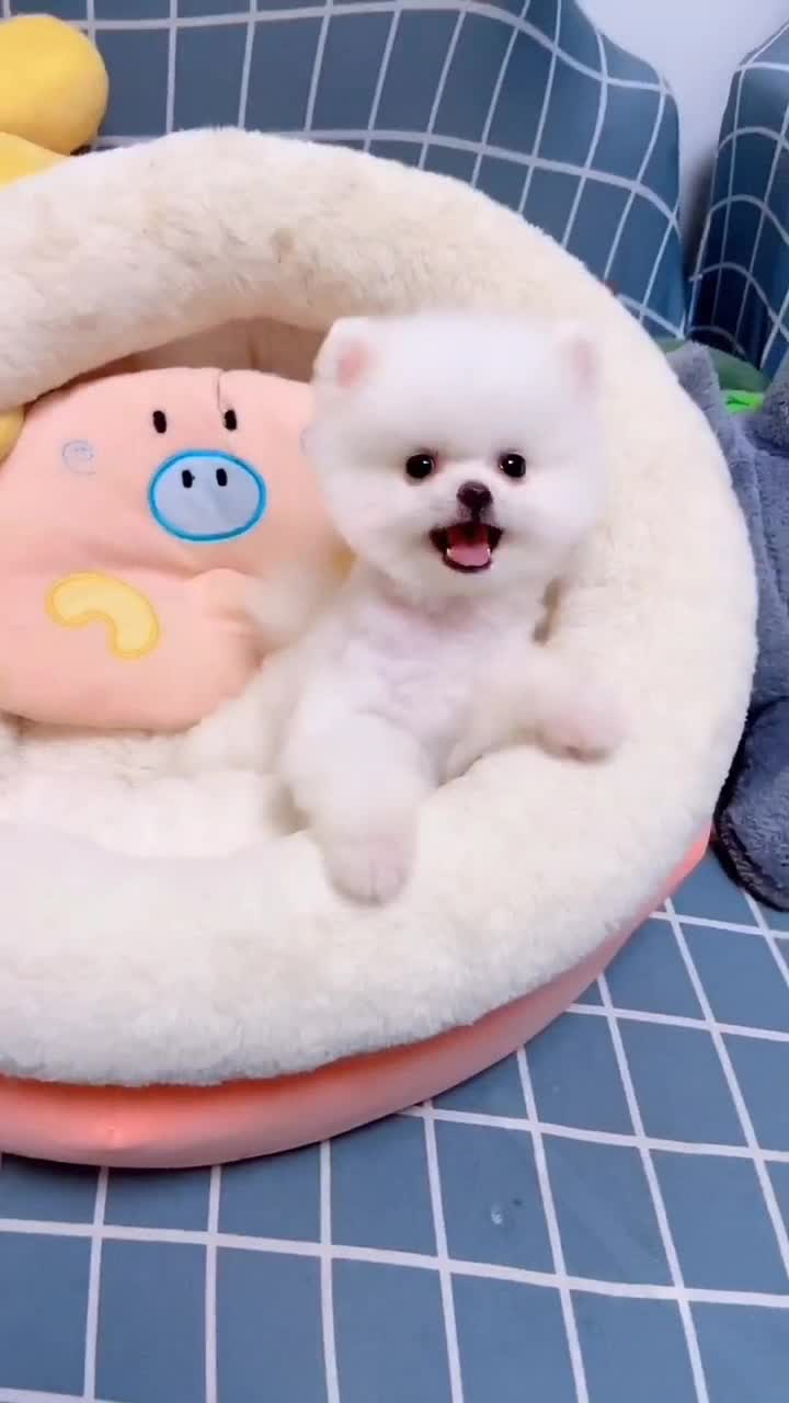 超级呆萌的茶杯犬,看完我也想养一只了