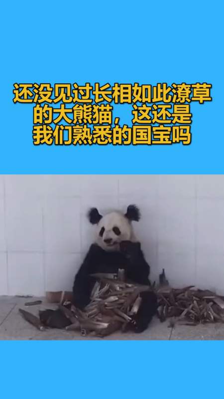 我要上热门#还没见过长相如此潦草的大熊猫,这还是我们熟悉的国宝吗
