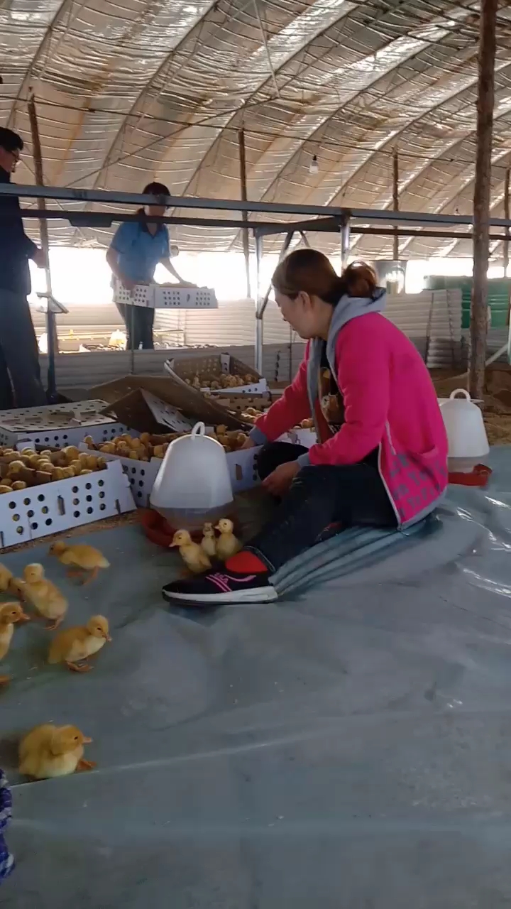 鸭厂刚进的鸭雏啊