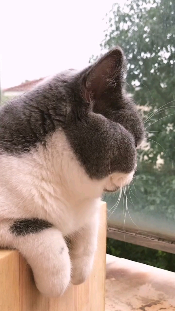 神宠来袭#一天都是这惆怅的样子