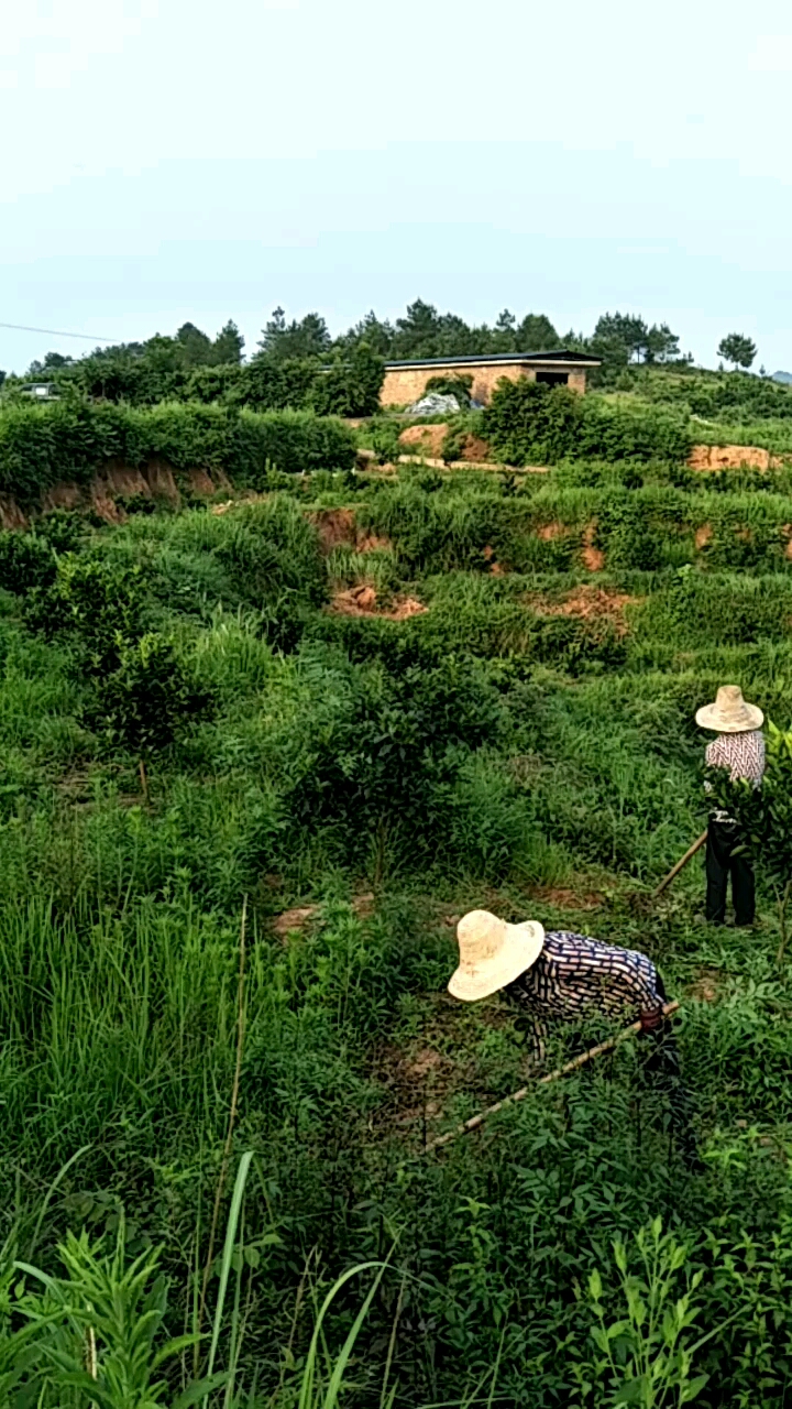 #乡村生活#果园除草中