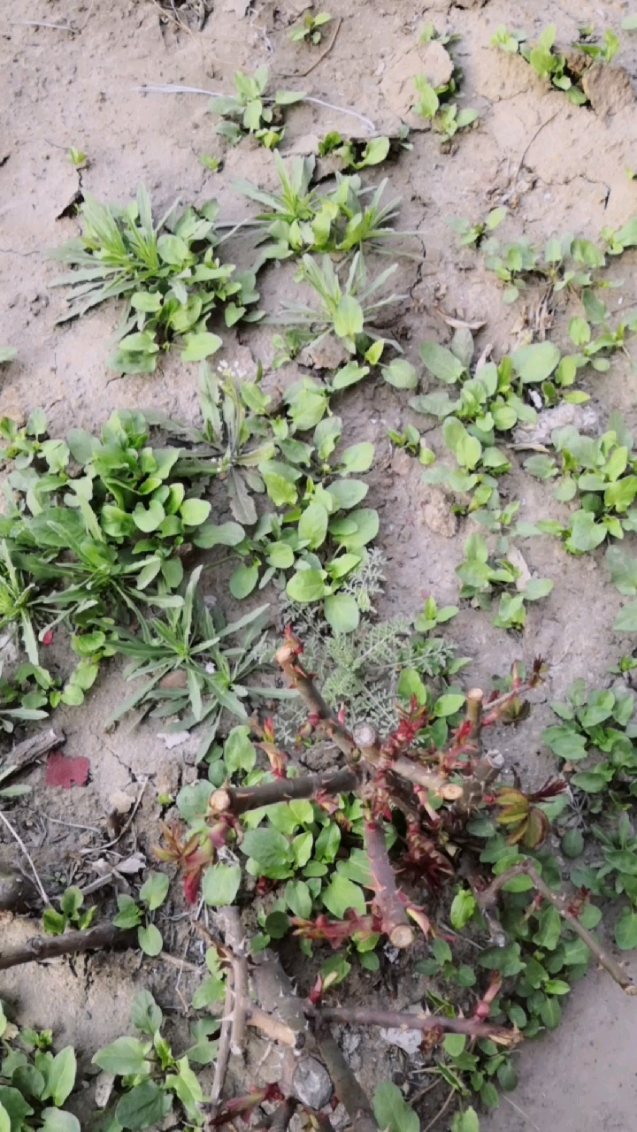 节前vs节后#月季旁边长出了一片拉拉苗,嫩绿嫩绿的