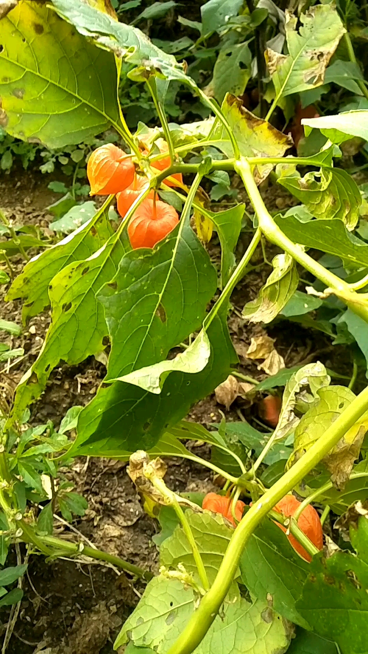 野生菇娘