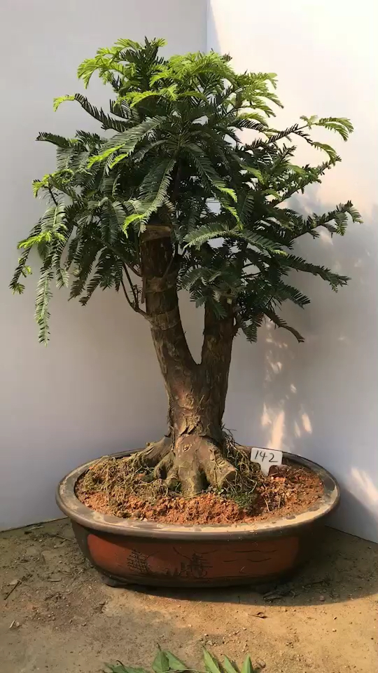 红豆杉盆景 放在室内养护有净化空气 防癌作用-度小视