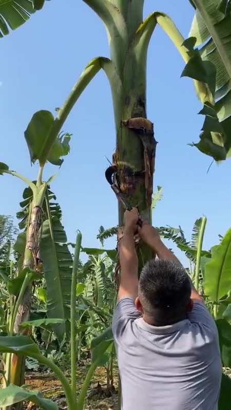 还会长出来 回复 2 宾卫宏:香蕉树收割之后,要砍掉地面上的假茎树体