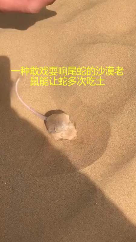 奇闻趣事抢先看一种敢戏耍响尾蛇的沙漠老鼠能让蛇多次吃土