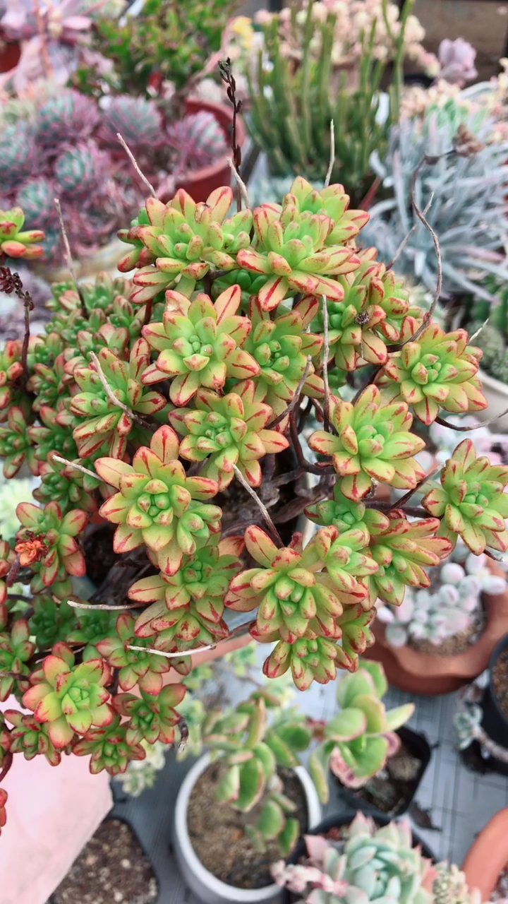 棒叶小人祭,主要是砍头繁殖