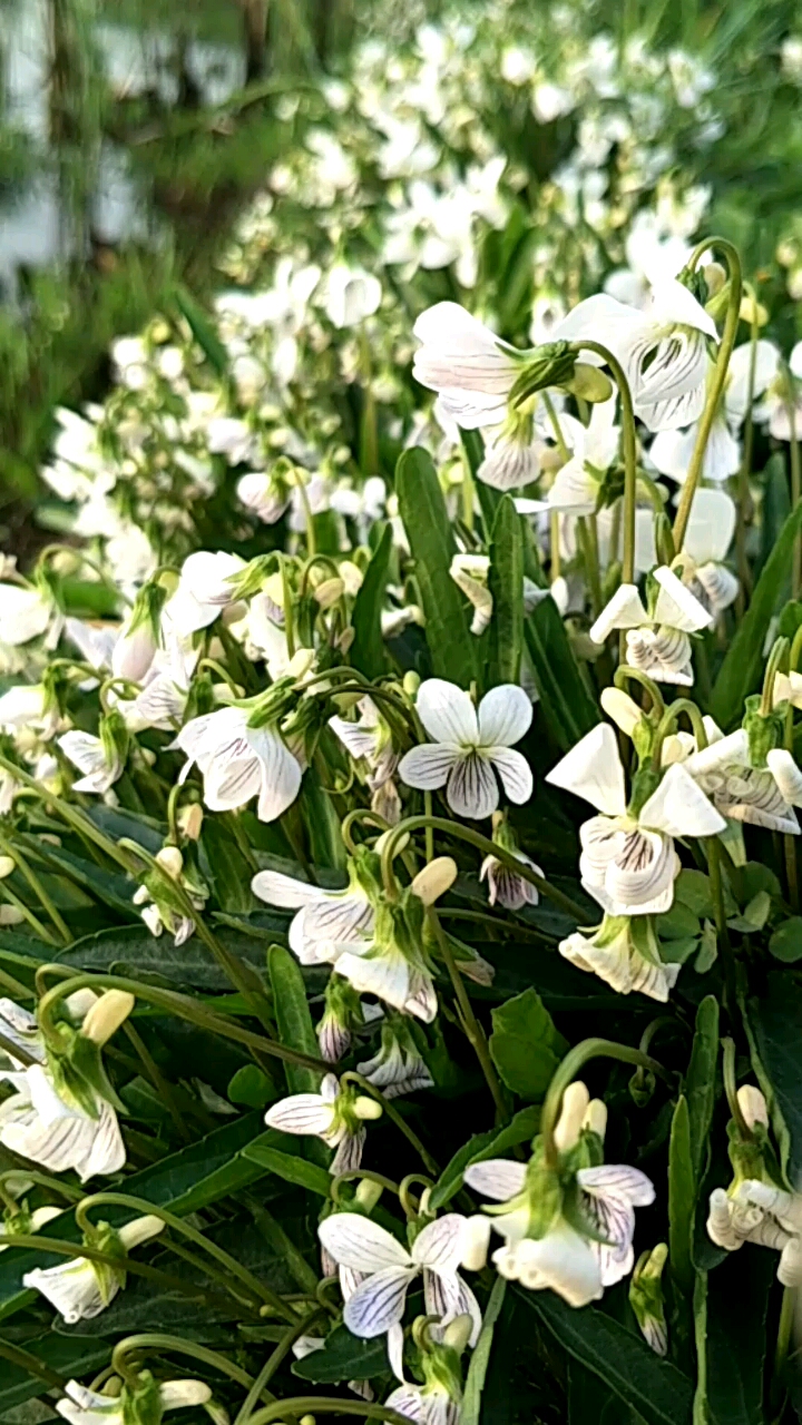 漂亮的白花地丁.一条田埂长满了.已经好多年了,每一株都好大一捧.