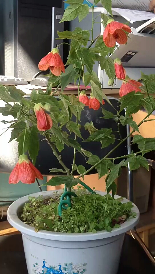 金铃花开的真好