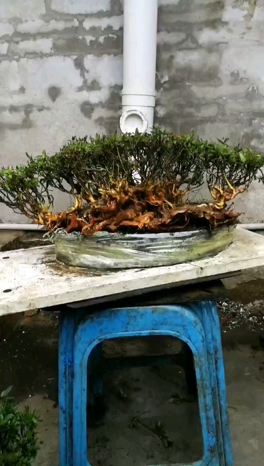 映山红超级矮霸坨坨老桩