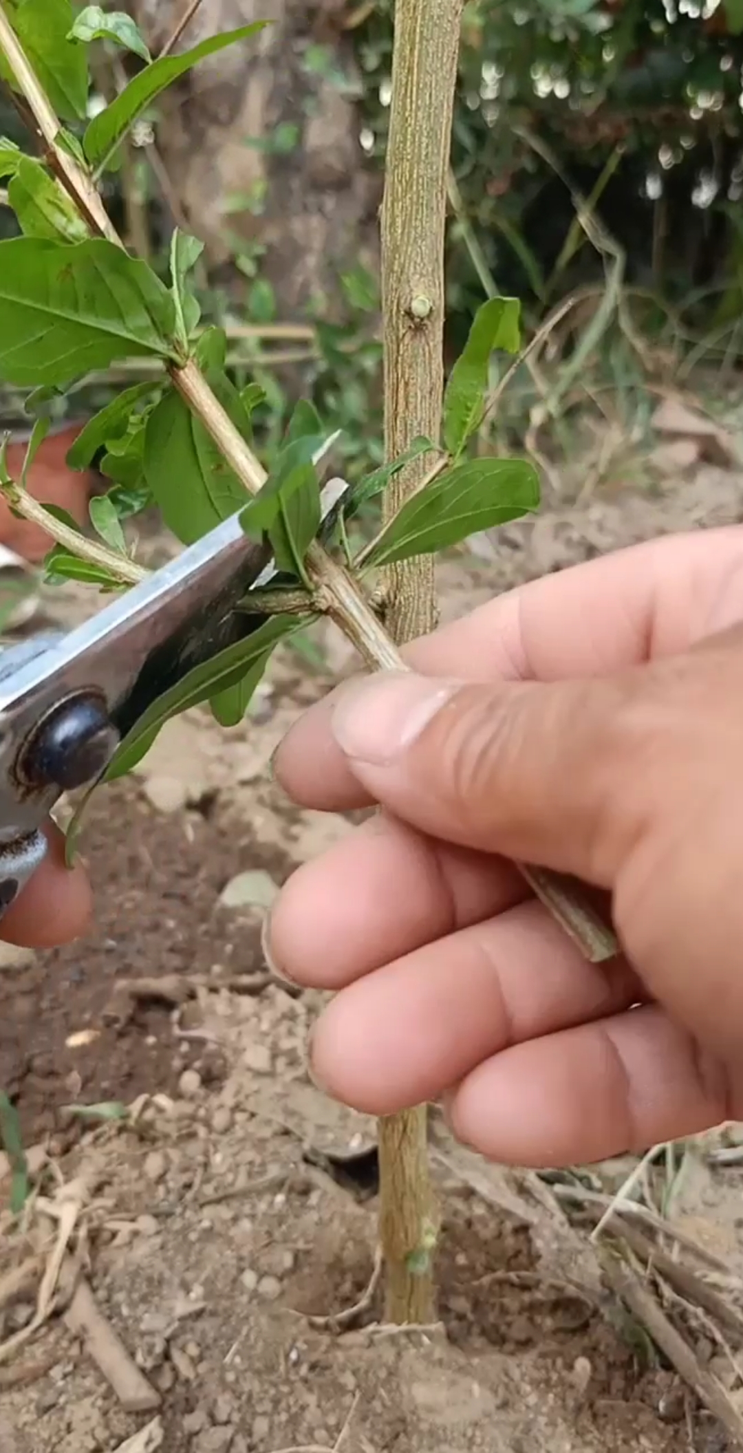 嫁接技术#嫁接黑米石榴,你学会了吗?