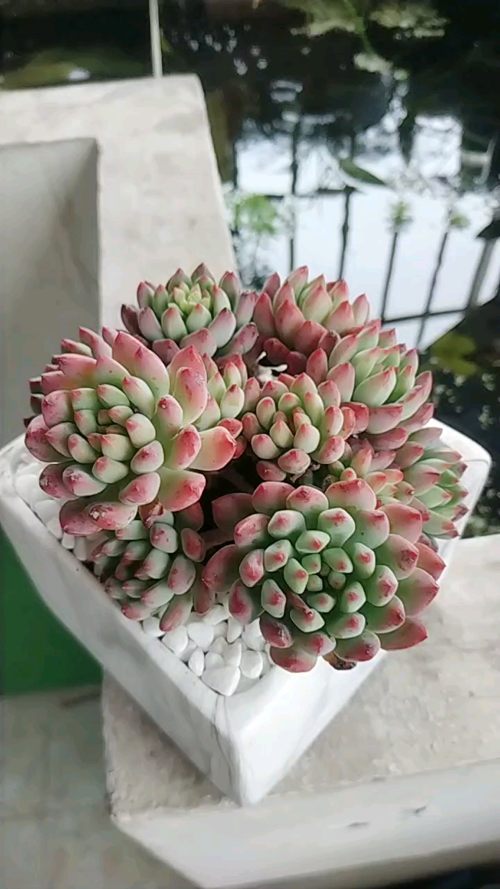 多肉品鉴【蓝苹果】