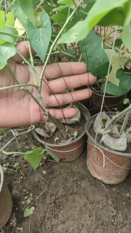 金丝垂帘小苗也长红丝了金丝垂帘适合室内阳台客厅卧室养殖室外庭院