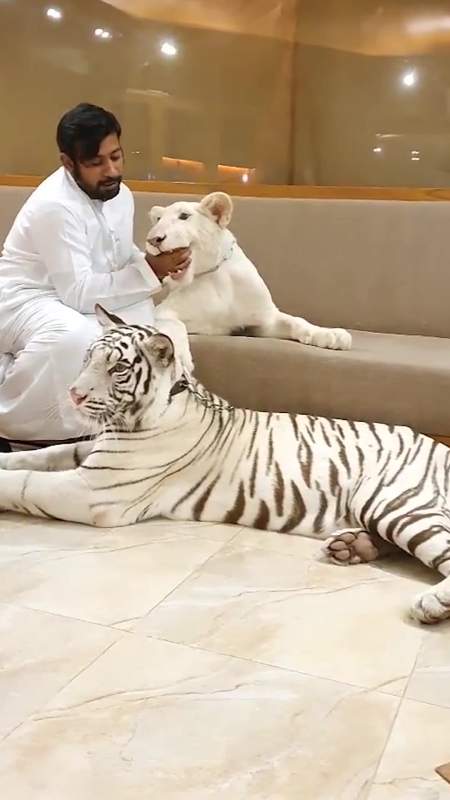 迪拜人养的宠物可爱是可爱,就是有点大