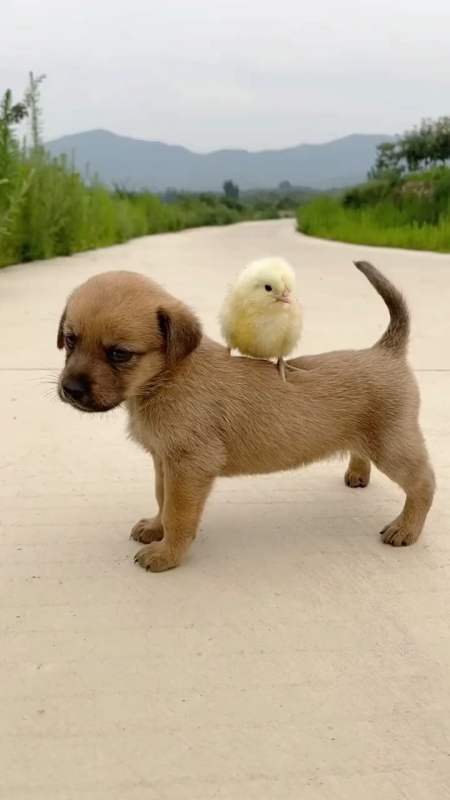 感觉小动物,都是小时候可爱啊