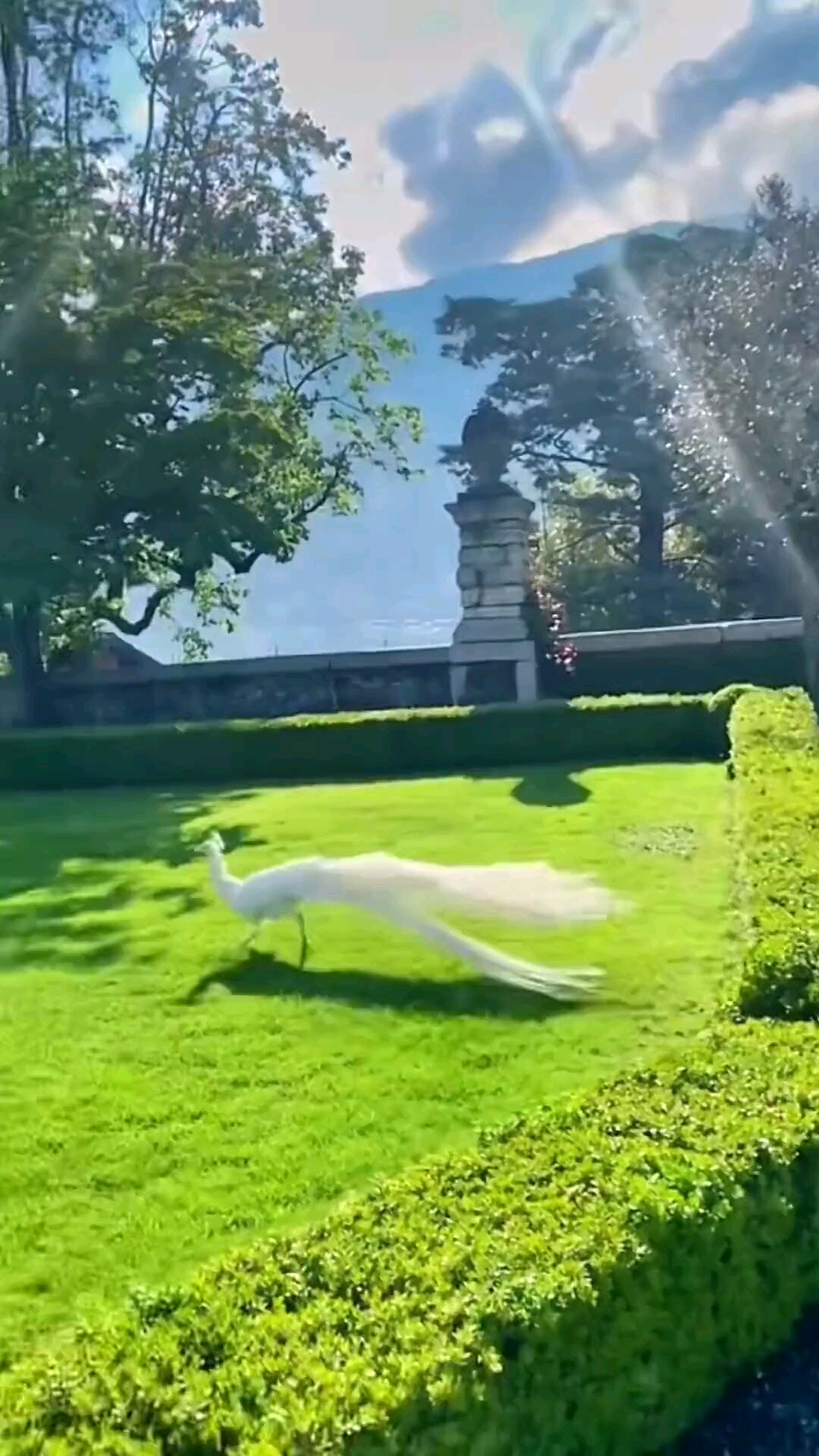 白孔雀飞翔这么罕见的一幕一定要艾特你最爱的人一起里看