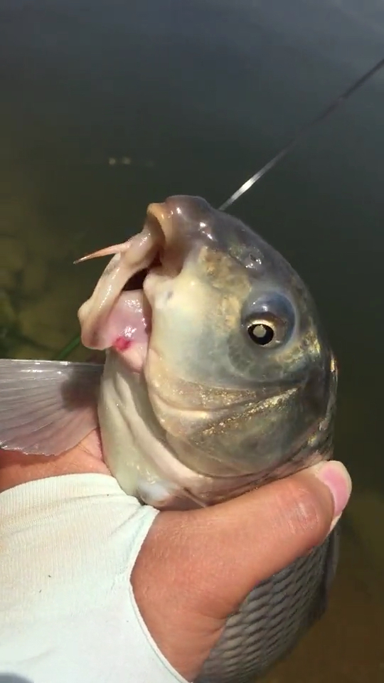 优秀如我#老铁们有没有见过鲤鱼嘴巴长这样的?