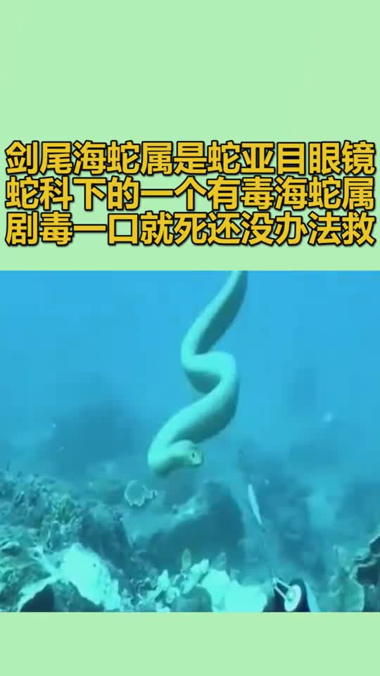 剑尾海蛇属是蛇亚目眼镜蛇科下的一个有毒海蛇属剧毒一口就死还没办法