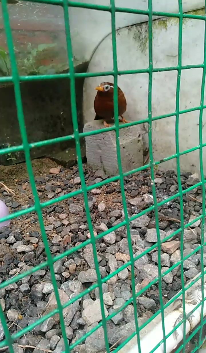 精品画眉鸟欣赏