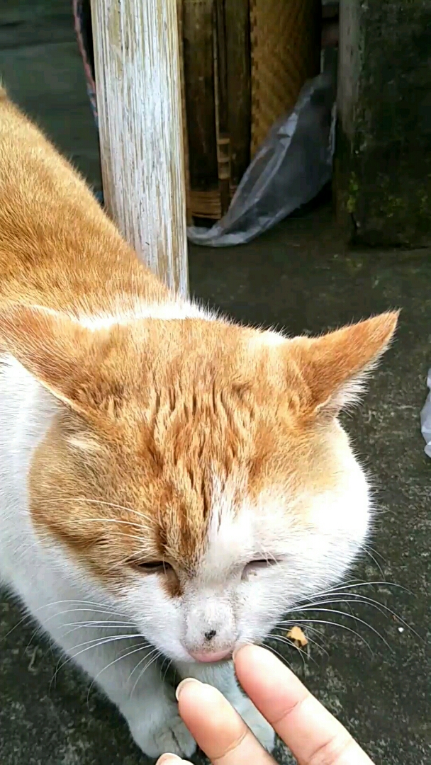 我家萌宠成精了#来啊,你们是不是这样唤猫的