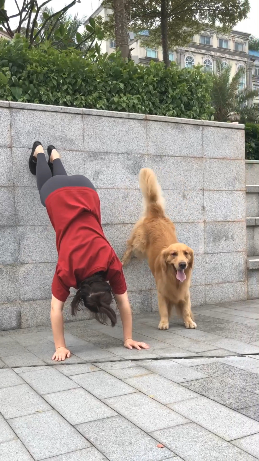 #宠物丑萌大赛#跟金毛一起玩倒立