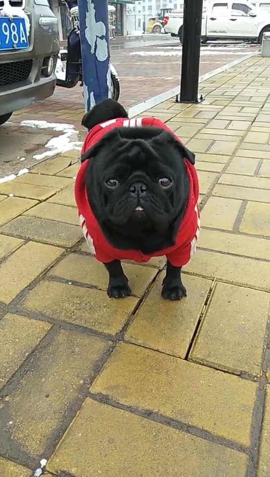 仔细看小黑孩儿的表情,真能把你逗笑了