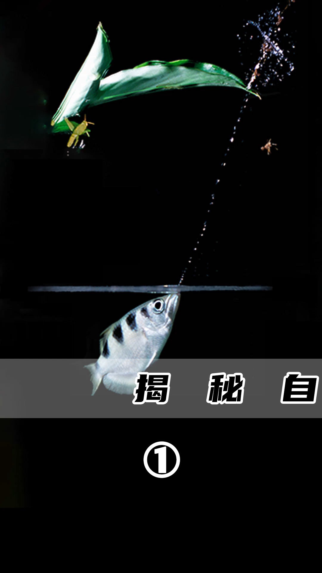 神奇动物在这里射水鱼通过喷水袭击猎物