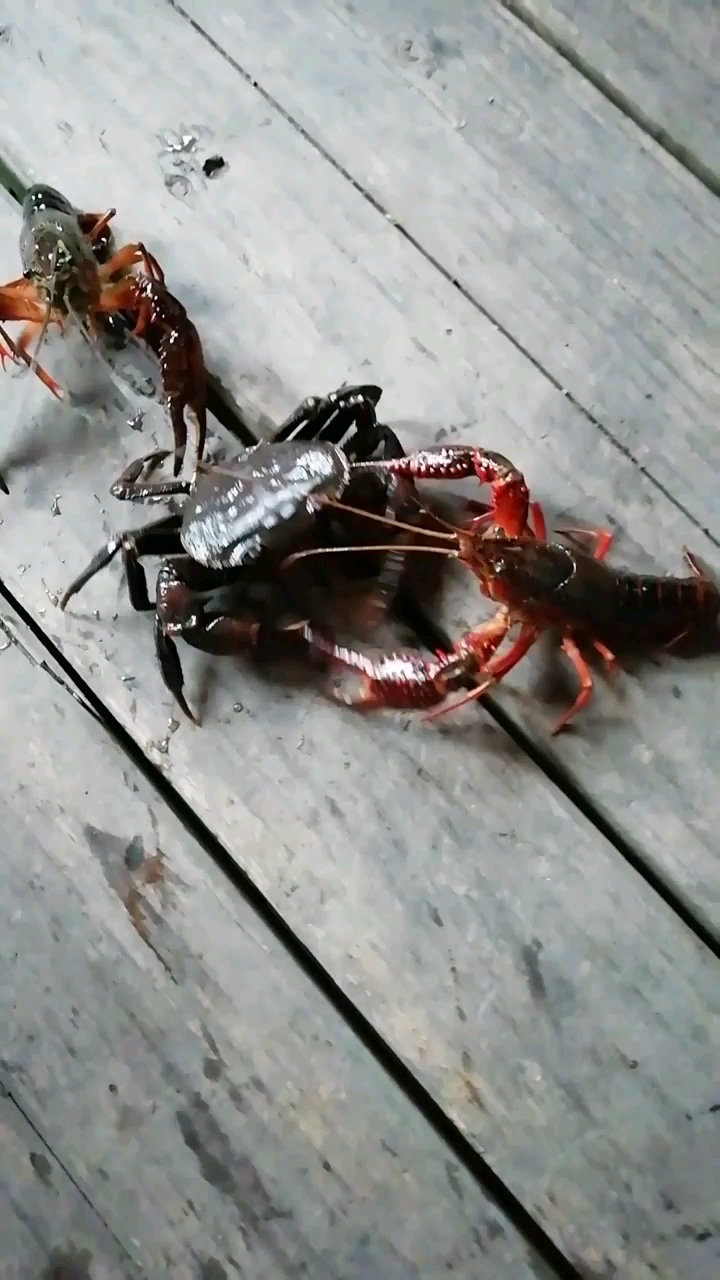 螃蟹斗龙虾,谁能赢?