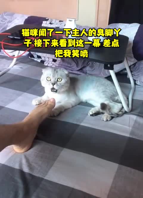 猫脚很臭图片