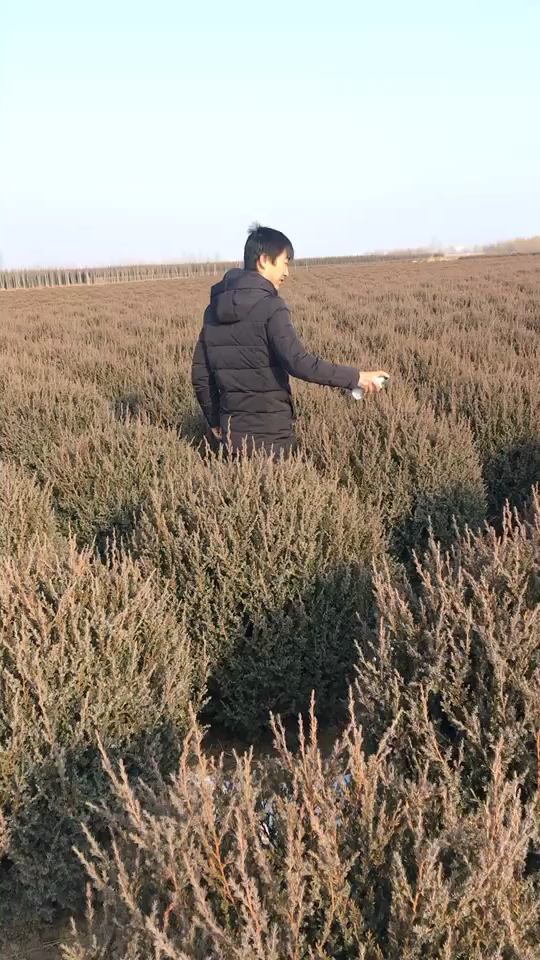 快柏球,丹东快柏树经过4年的修剪成球,我这里可以称得上东北第一大