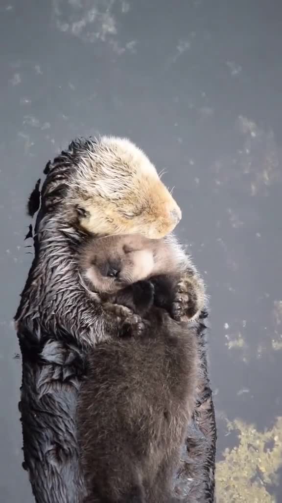 第一次拍到,太惊奇了小水獭宝宝躺在麻麻的肚皮上睡着了!