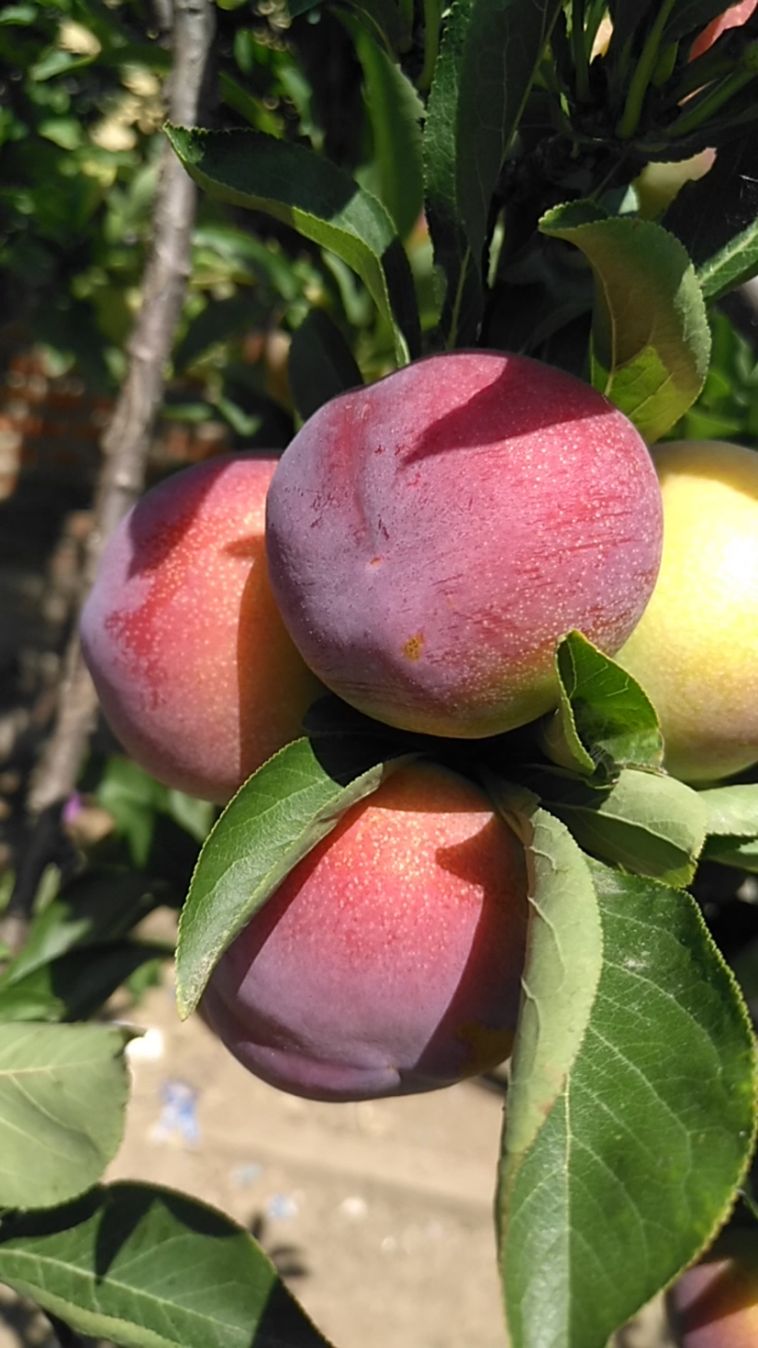 桃李香,硕果压枝头