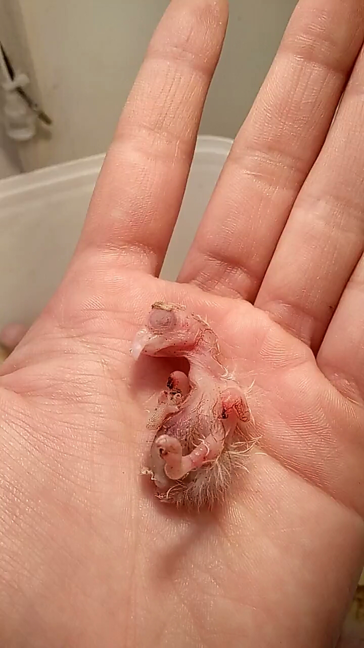 我朋友的鹦鹉宝宝出生了,好可爱