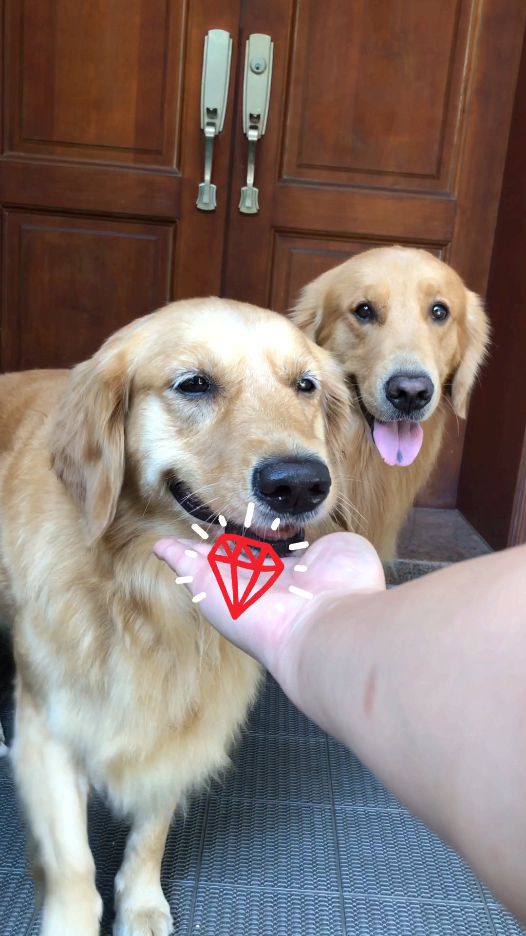 暖心小宠物#是心动啊!