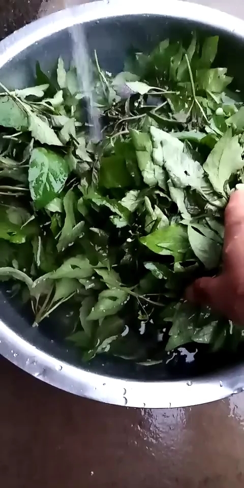 知道这是什么野菜吗?这是野辣椒叶