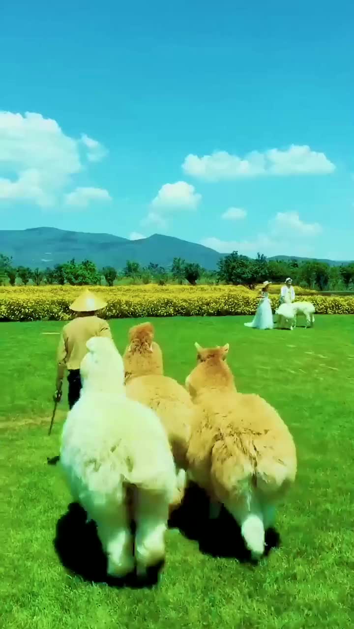 一对情侣拍婚纱照,没想到羊驼竟然吃醋了,风头全被它抢了