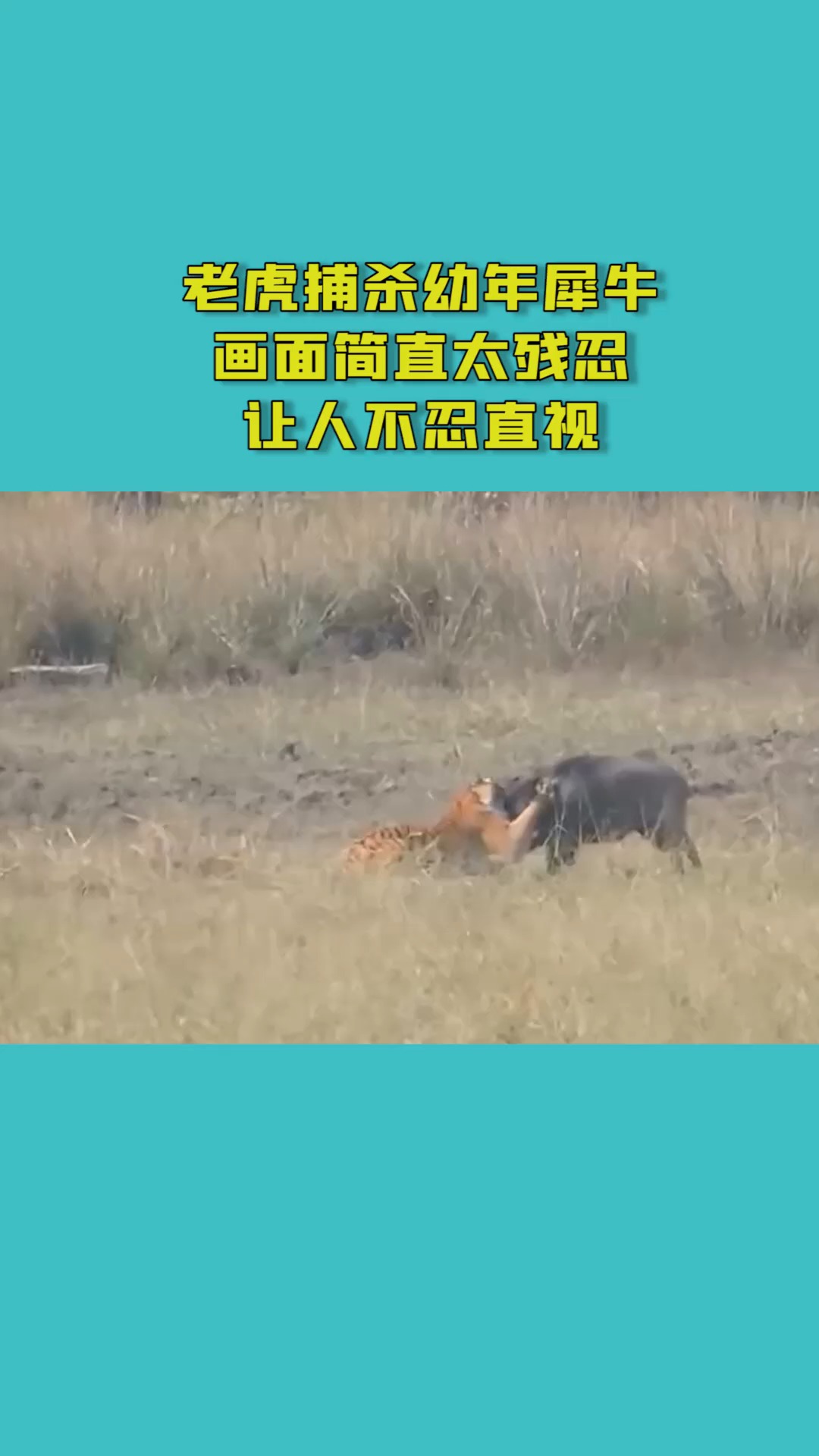老虎捕杀幼年犀牛画面简直太残忍让人不忍直视