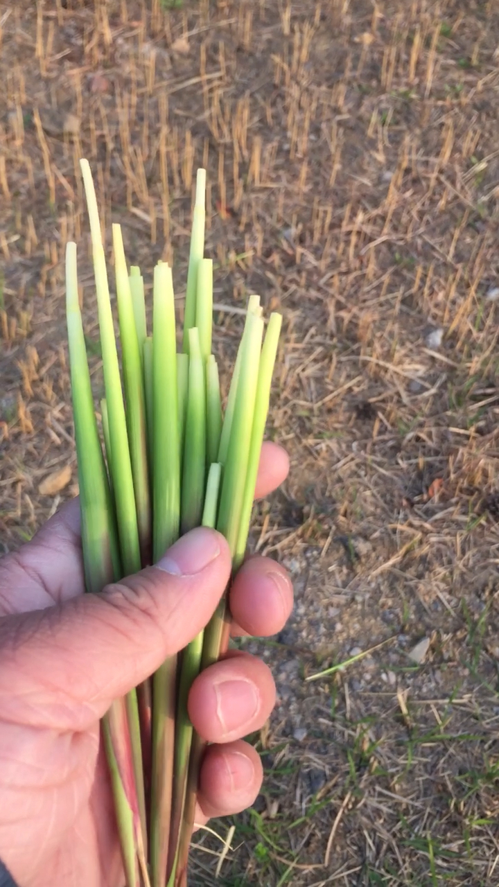 童年的味道,茅草芽,谁吃过?