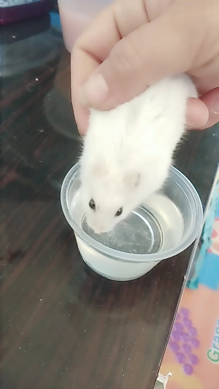 仓鼠喝水