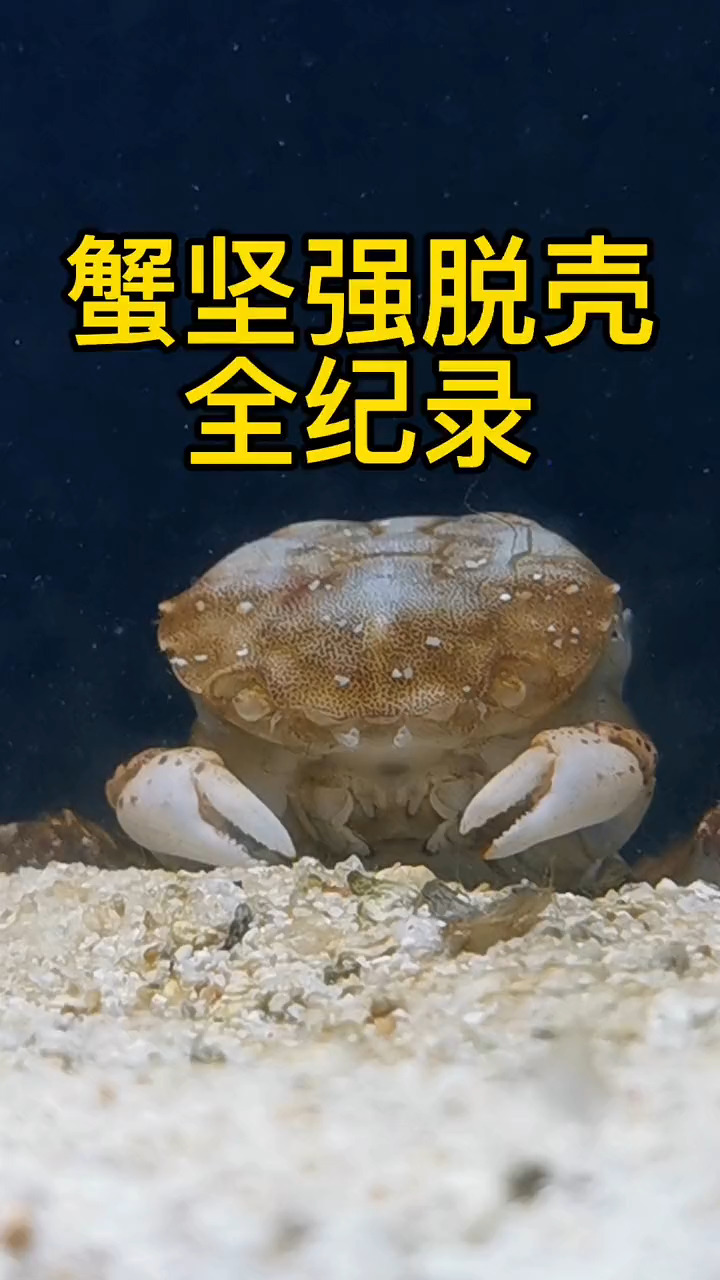 我要上热门蟹坚强第二次脱壳这次终于被我纪录到