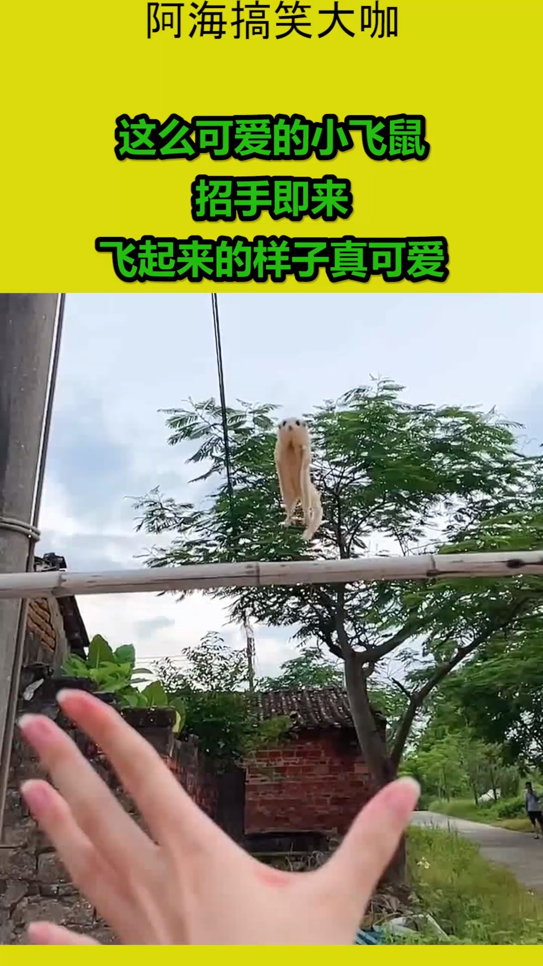 搞笑视频#这么可爱的小飞鼠,招手即来,飞起来的样子真可爱