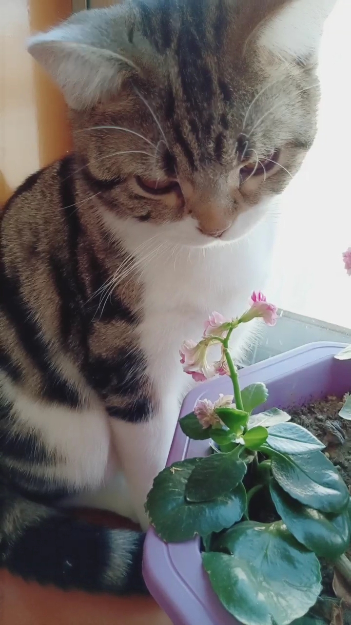 小猫在窗台子上.看花.