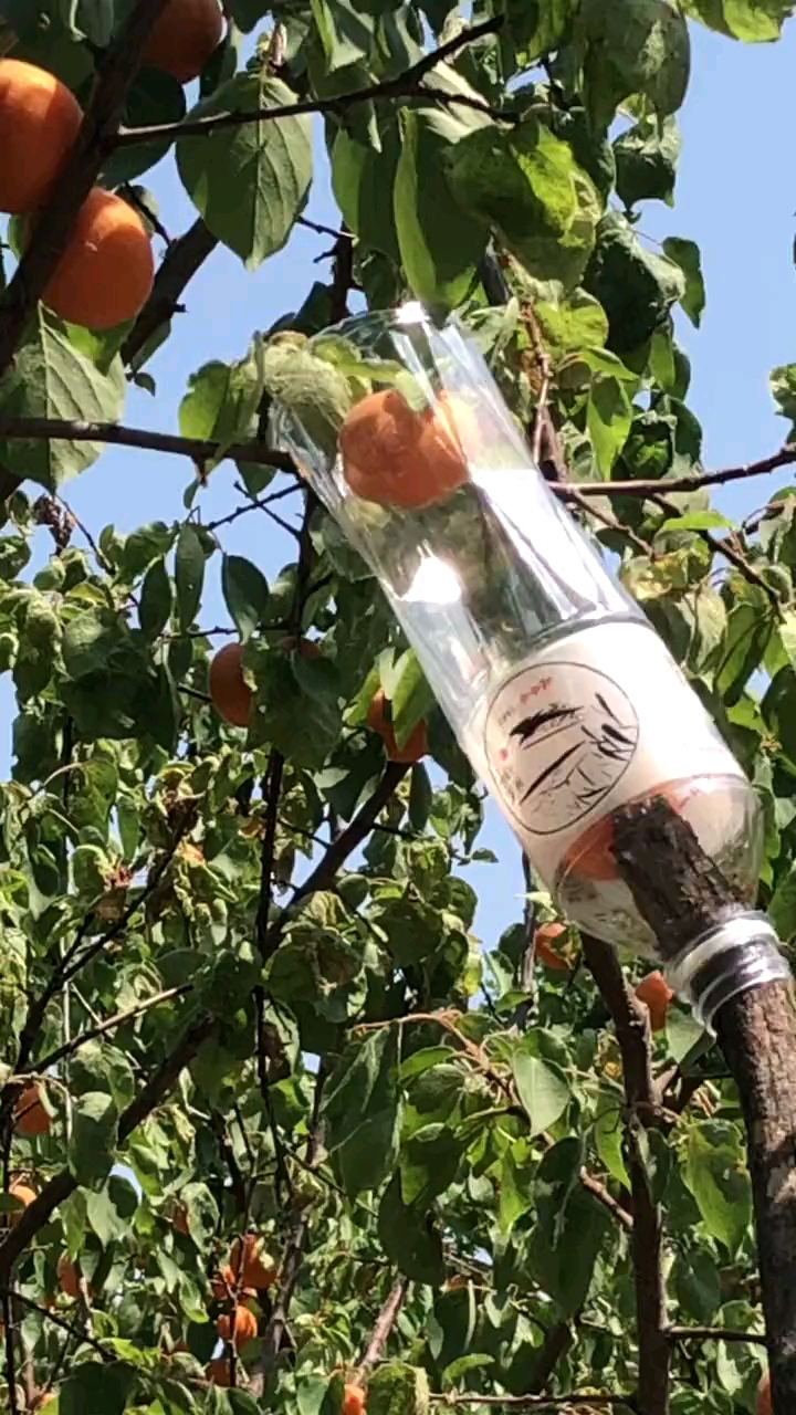 自制不用爬树的摘果神器