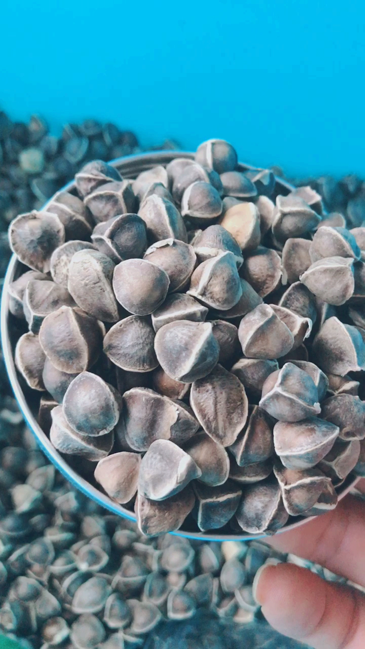 非洲野生辣木籽,三高,提高免疫力